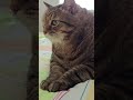 Ругаться матом 🙀😉🤔🤣 #cat #кот #юмор #котушка #позитив #популярное #веселыекоты