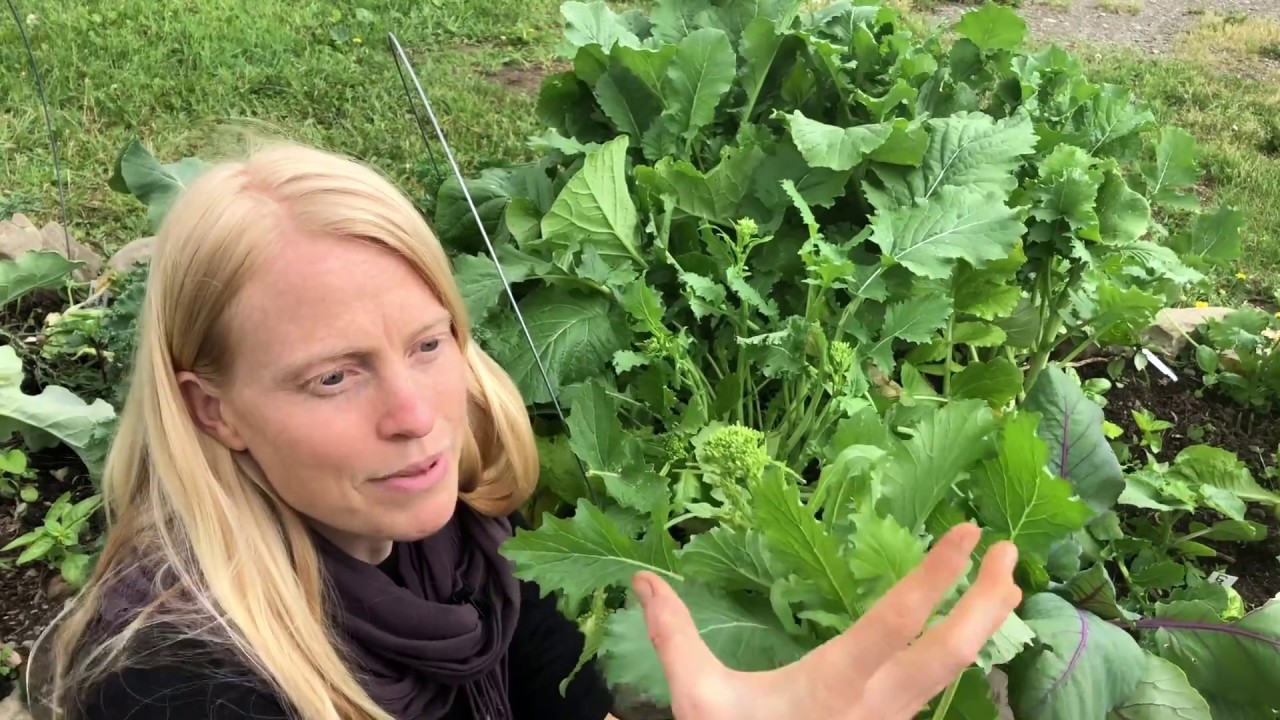 Broccoli Raab