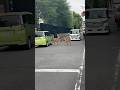 In Nara Deer Are The King Make Deer First Again In Nara Babydeer Deer Animals Naradeer Nara In Nara Deer Are The King Make Deer First Again In Nara Babydeer Deer Animals Naradeer Nara
