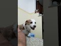 INCREDIBILE: cane che parla e risponde!!!Animali divertenti