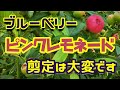 ブルーベリー　ピンクレモネード　冬剪定の準備開始しました