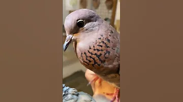 صوت اليمام البري 