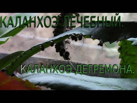 Video: Kalanchoe: the birthplace of the plant and the necessary composition of the soil