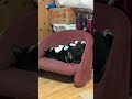 4814 目をつぶって🐱チャー