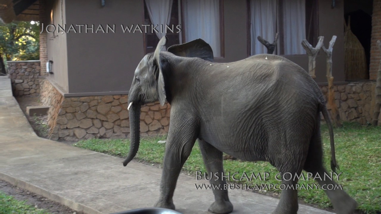 elephants show up for