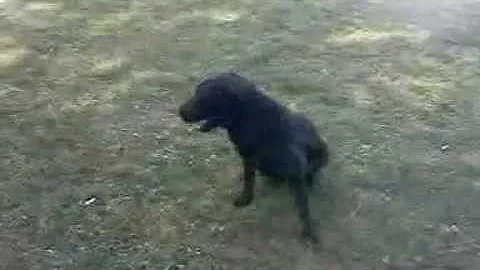 Dove Hunting Dog in Training - British Lab
