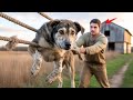 Este hombre hizo algo impactante con el pobre perro callejero que estaba atado con cuerdas...