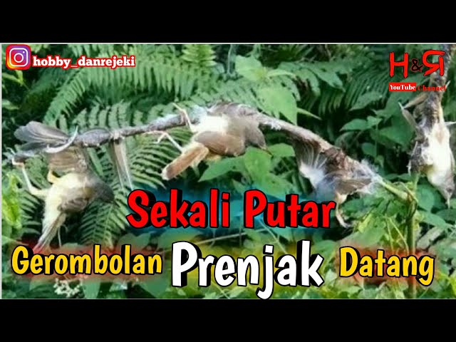 Pancingan ampuh pikat prenjak / ciblek ~ hobby dan rejeki class=