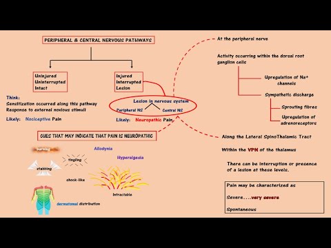 Pathophysiology of Pain: Neuropathic Pain - YouTube