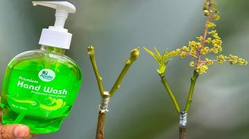 Mango grafting grows very fast with this technique-100% Success Experiment