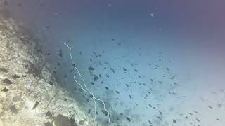 Diving Zanzibar part 2 by NaturePOV 121 views 3 months ago 53 minutes