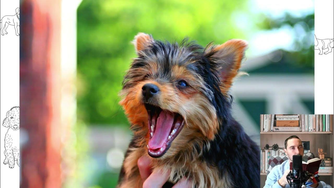 Йоркширский терьер покусали. Йоркширский терьер кусается. Йоркширский терьер кусается. Йоркширский терьер кусается. Йоркширский терьер кусается.