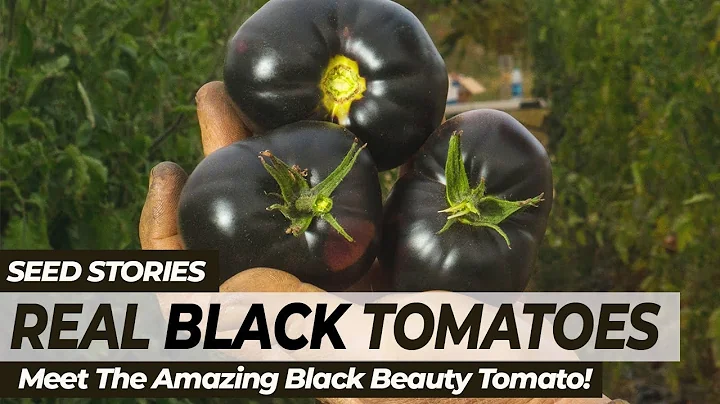 SEED STORIES | Real BLACK Tomatoes: Meet The Amazing Black Beauty Tomato! - DayDayNews