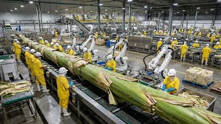 "Inside the Largest Banana Stem Factory – What They’re Making Will Shock You! | NEXT GEN FILMS"