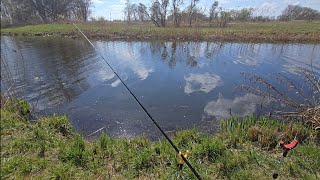 friedfisch angeln im Kanal einfach entspannt angeln #fishing #fishingvideo 