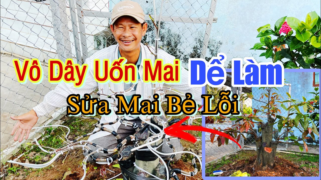 Sửa Mai Vàng Uốn Chi Bị Lỗi Hướng Dẫn Vô Dây Đơn Giản