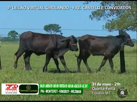 LOTE 32