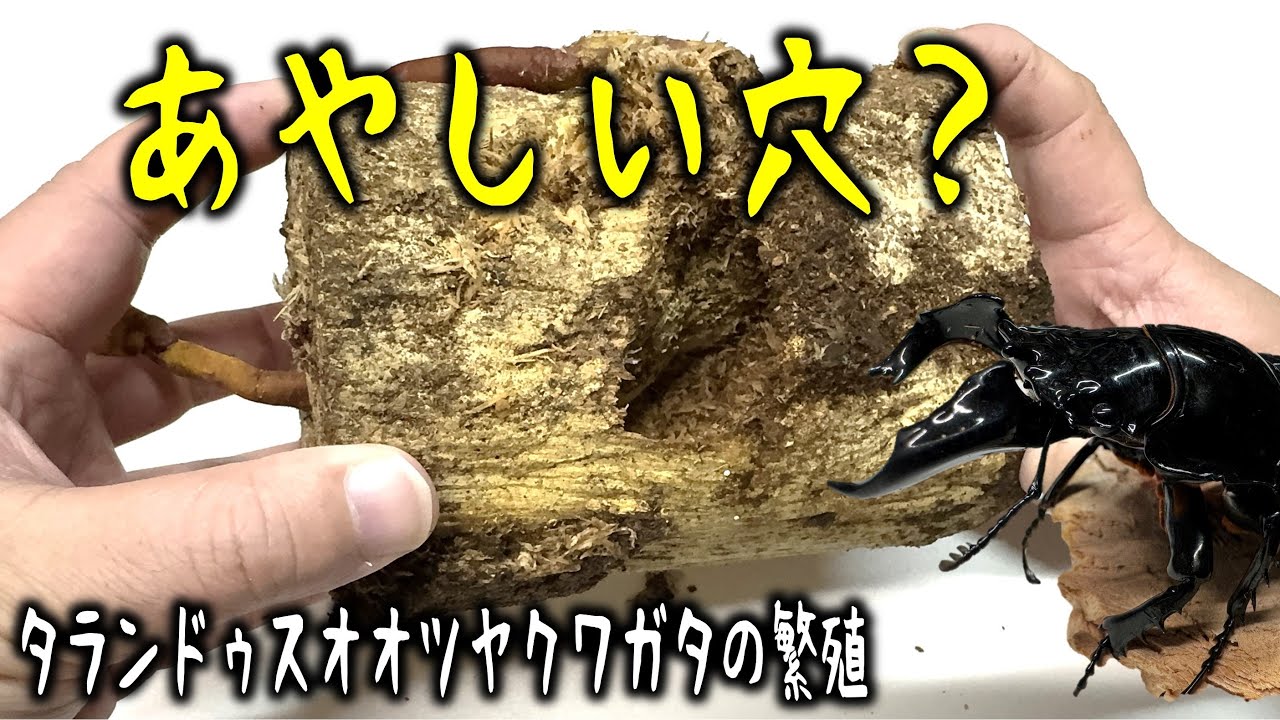 大きな穴の開いた産卵木に幼虫はいるのか？タランドゥスオオツヤクワガタの産卵