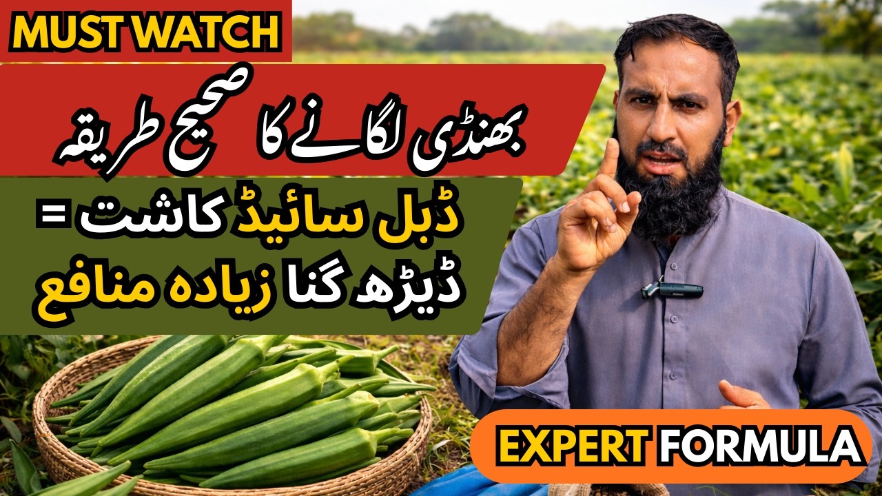 Bhindi Ki Zyada Paidawar Ka Raaz | Sahi Tareeqa Lagane Ka | Seed Selection | IR Farm