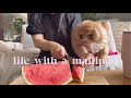Life with a Maltipoo 💕🐾Weekend vlog 📺🍉🍠, got trimmed ✂️🫶🏼
