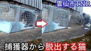 ３匹だと思ったら。依頼者も知らない猫が沢山捕獲された。 by プロ アニマルレスキュー隊 83,457 views 2 years ago 32 minutes