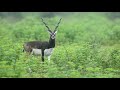 Beauty Of Black Bucks In Rain | NIKON | Wildlife Of Amravati