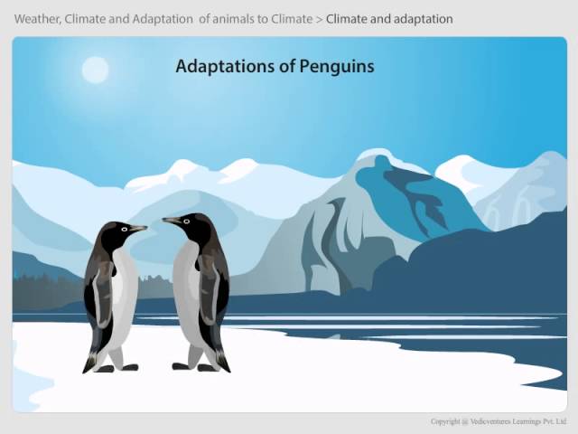06 Adaptations of animals in polar regions - YouTube