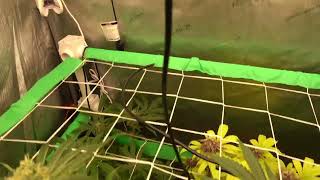 Quick skim of the testing tents. Putang, Ringpopz V2, and Banana Og F4
