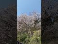 Cherry Blossoms 03
