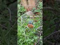 Common kingfisher | Japanese Wild Birds #japan #nature #wildbirds
