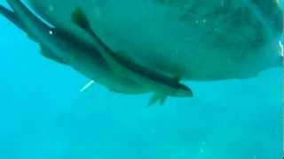 Turtle eats jellyfish Abu Dabbab Egypt 08.2012 Profile