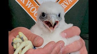 Falcons Banding 2019