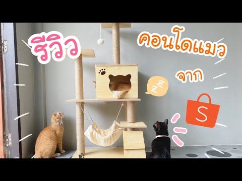 รีวิว คอนโดแมว จาก shopee | รีวิวไปเรื่อย by nittha