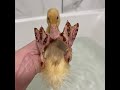 Paint 3D Won't Work so Here's a Duck