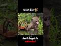 घायल बंदर।🐒~mini wood toy - woodworking art skill / wood / hand crafts / #shorts
