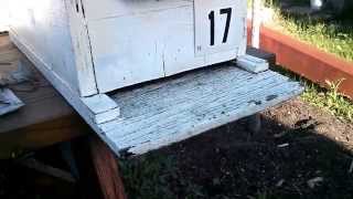 Scouting honey bees
Scouts from a nearby swarm are taking a look at this empty hive box. If they decide that its a suitable new home, the whole swarm will move in. Scouting honey bees