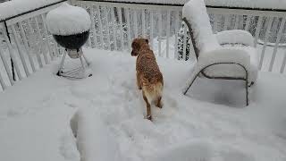 Maisie enjoys a snowy deck by John Clavis 61 views 3 months ago 2 minutes, 21 seconds