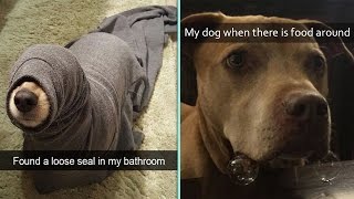 Hilarious Dog Snapchats That Are Impossible Not To Laugh At