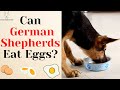 Can German Shepherds Eat Eggs?