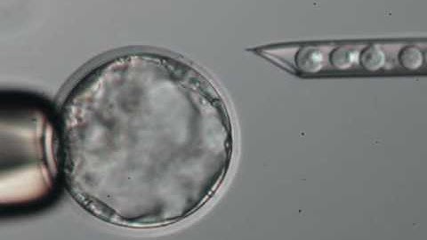 Blastocyst Microinjection