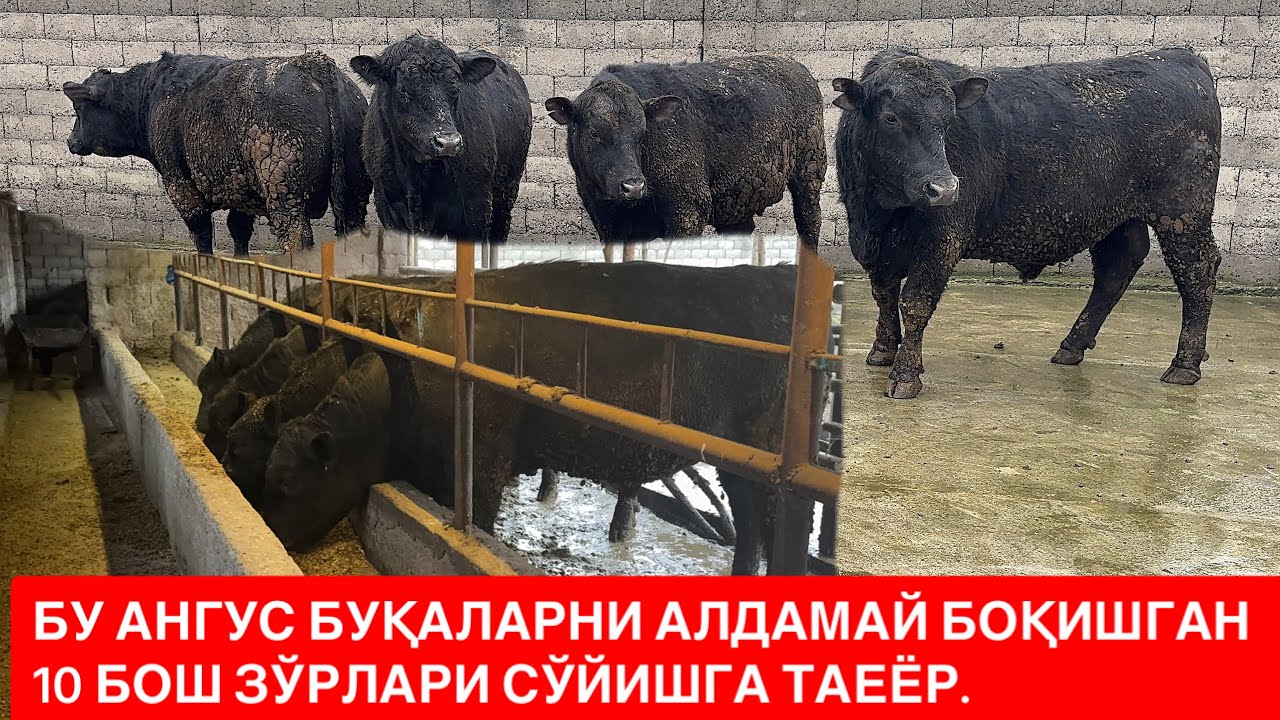 СЎЙИШГА ТАЙЁР АНГУС БУҚАЛАР 10 БОШ ЖУДА ЗЎР ЁҒСТЗ СЕМИРГАН ҚУРУҒ ЕМ ЕГАН👍🏻🦬🔥