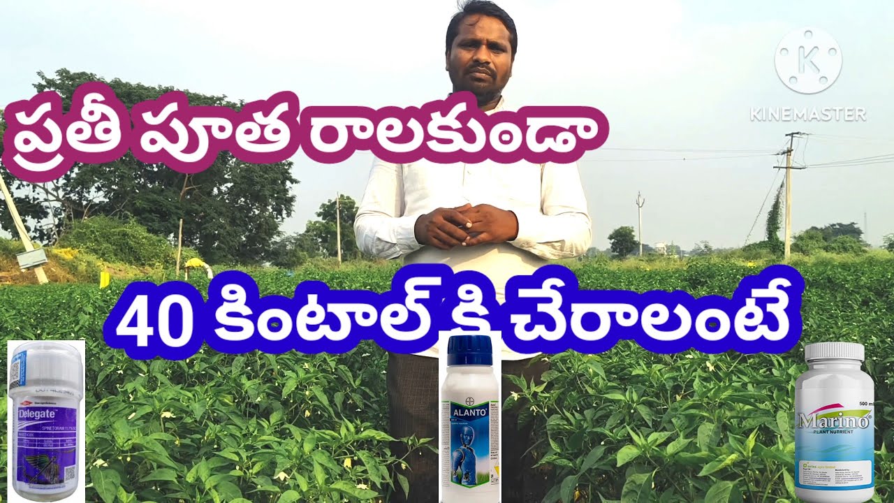 #mirapalo #topresults #flowersetting #40kwintals #superlava5g+#alanto #delegate #agrominmax #boron