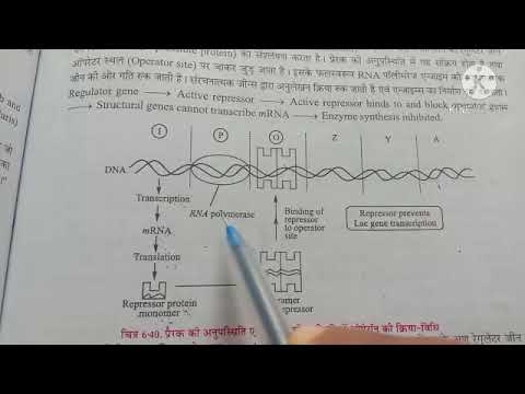 वीडियो: क्या एक दमनकारी ऑपेरॉन प्रेरित किया जा सकता है?