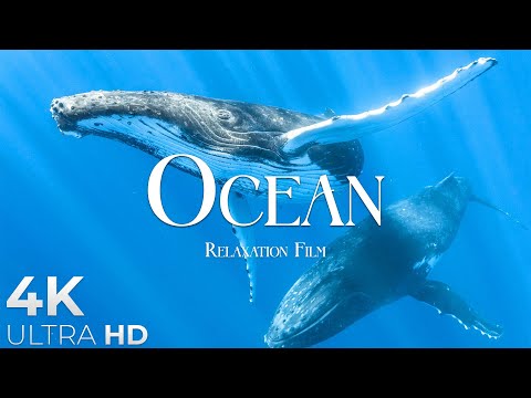 The Ocean - Relaxation Film - Peaceful Relaxing Music - 4K Video Ultrahd