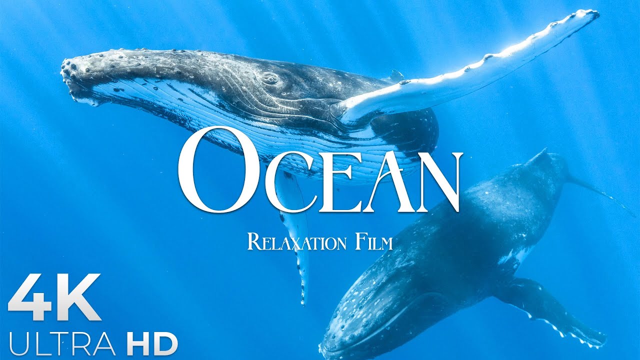 The Ocean 4K - Marine Relaxation Film - Meditation Relaxing Music