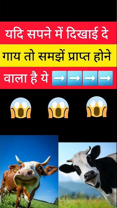 Cow In Dream Meaning In Hindi cow-in-dream-meaning-in-hindi