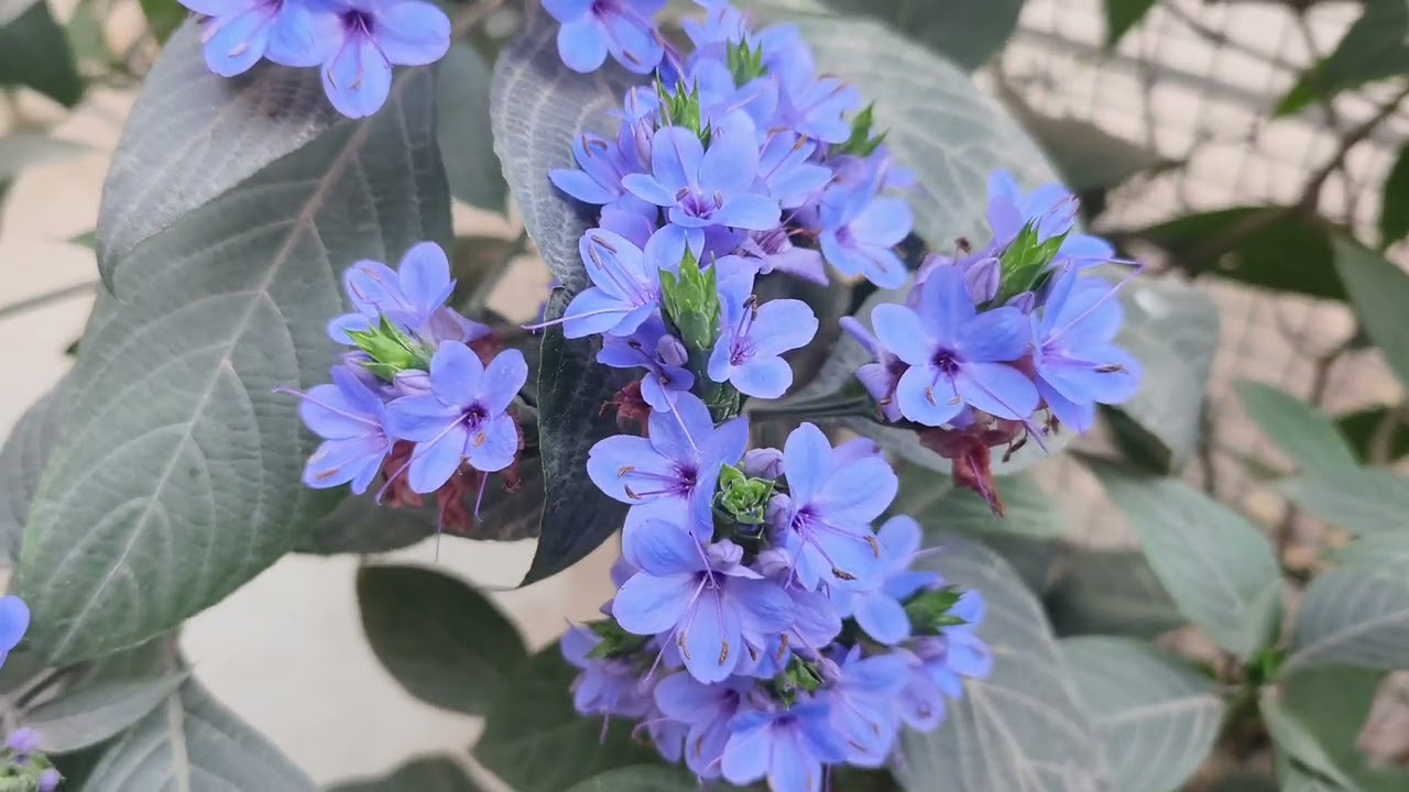 HOW to GROW BLUE SAGE ( ERANTHEMUM PUlCHELLUM)