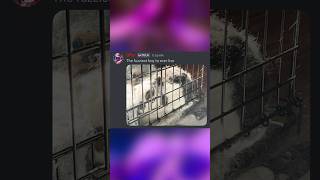 An Actual Convo From My Server #discord #bunny #silly #streamer  #furry #funny