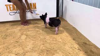 142-1 x gilt