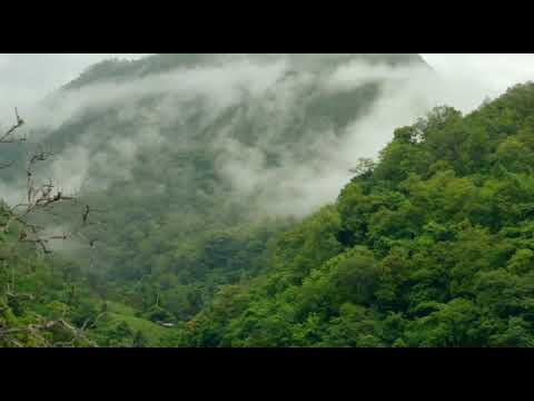 Tu chale / Bollywood song...,. Forest nature view